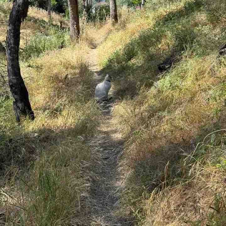 ✨️CALIFORNIA PACERS✨️ Dhongany post image