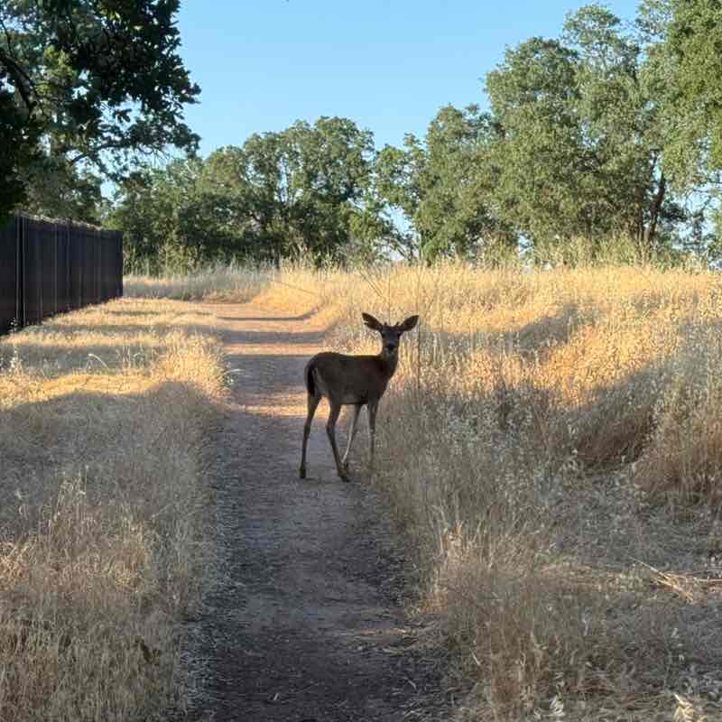 ✨️CALIFORNIA PACERS✨️ Dhongany post image