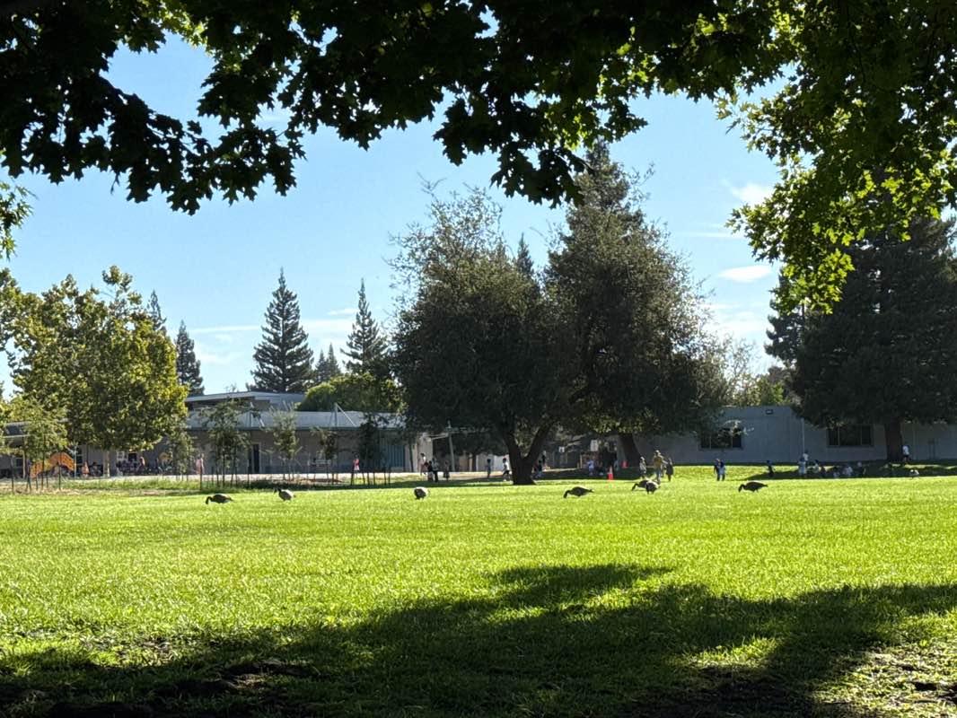 walking near me in Gold River Park in autumn