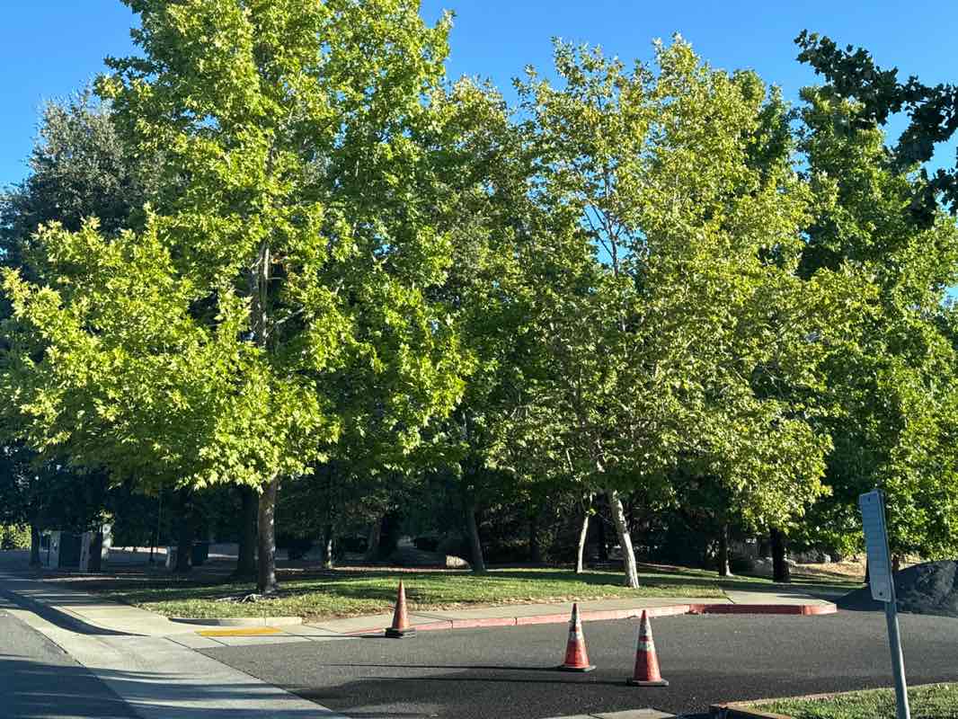 walking near me in Livermore Park in autumn
