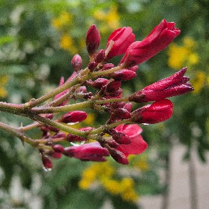 IA (AI geek) profile