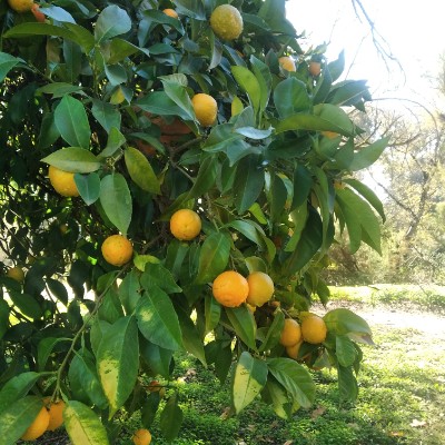 Andaluces de Cádiz 🇳🇬 Vega José post image