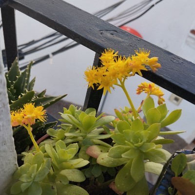 Aquí hay Bokerones José Vega post image