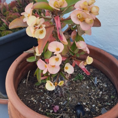 Rainbow 🌈♥️💜🌺💙🌺♥️🌈🙋‍♀️ José Vega post image