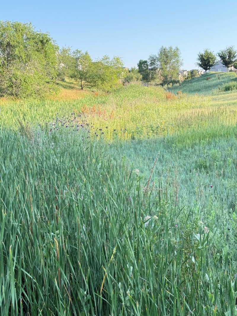 walking near me in Trail Winds Park and Open Space in summer