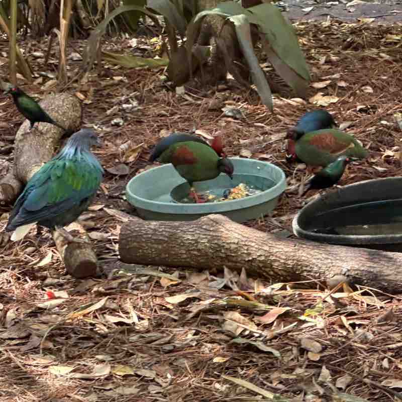 Sauntering Syndicate T.N.T. post image