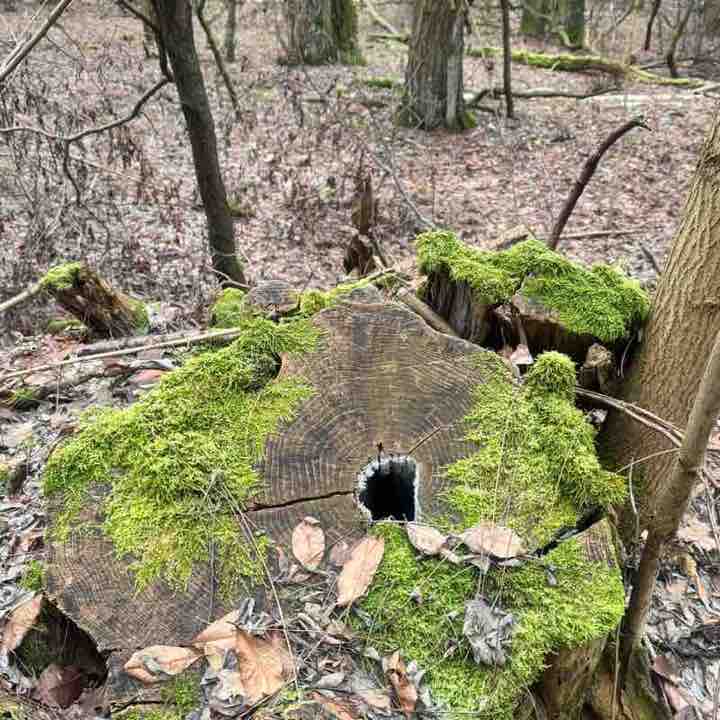 10000 kroków po pięćdziesiątce👍 Hanna post image