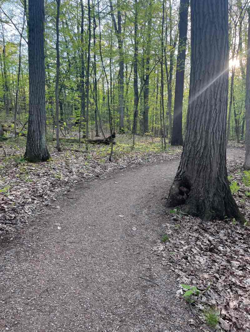 walking near me in Arms Forest in spring