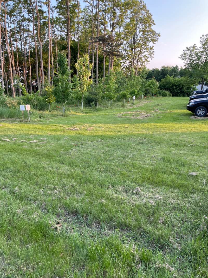 walking near me in Kieslich Park in summer