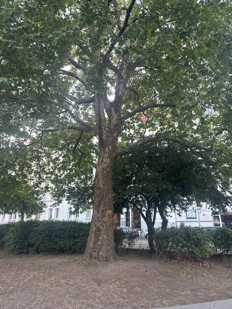 walking near me in Moltkeplatz in spring