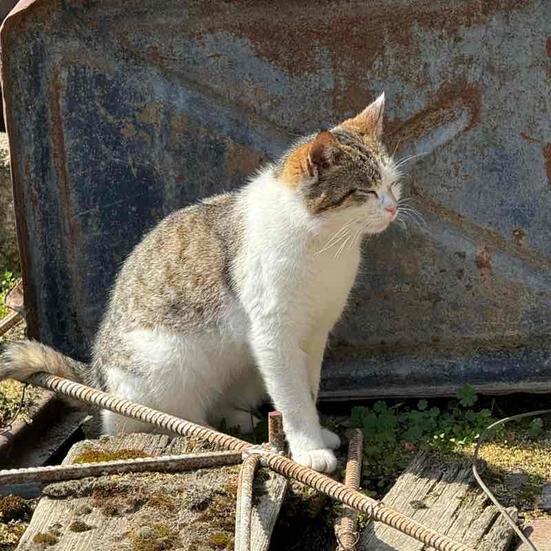 dB Leyla post image