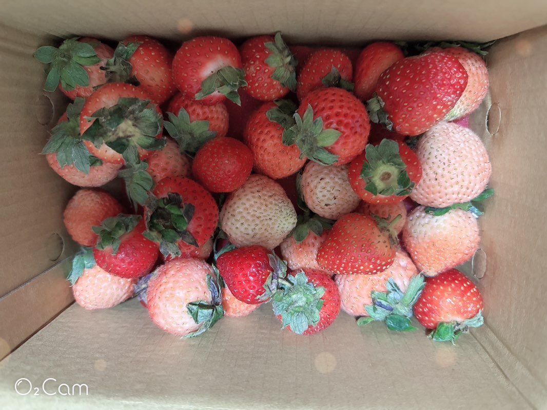 小兒加護 林碧惠 3475 icon