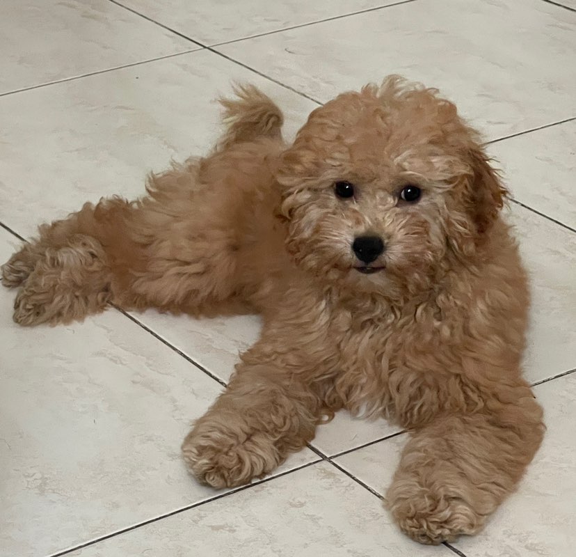 Dileep Mohan profile