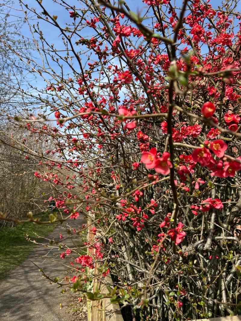walking near me in Melford Country Park in spring