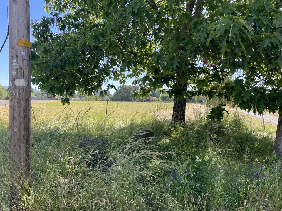 walking near me in Jefferson City Park in summer