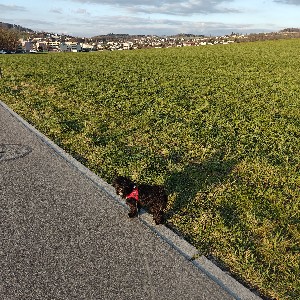 participant 0