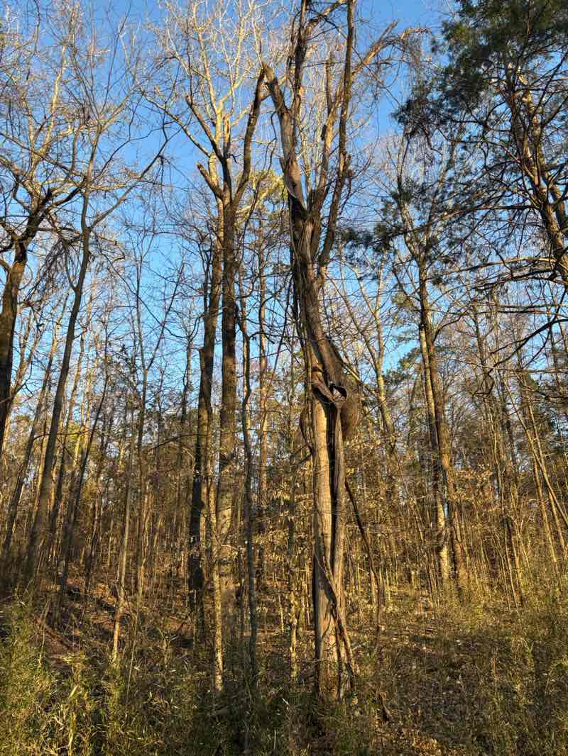 walking near me in Mallard Creek Greenway in spring