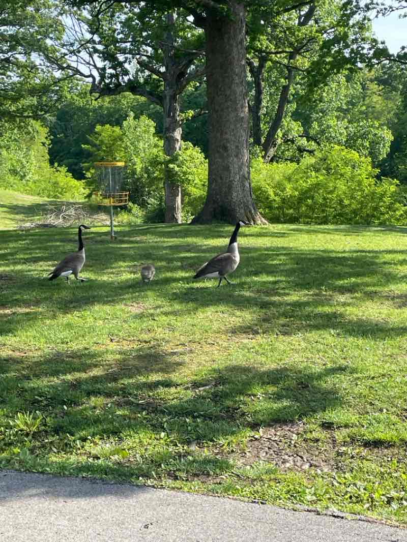 walking near me in Manners Park in spring