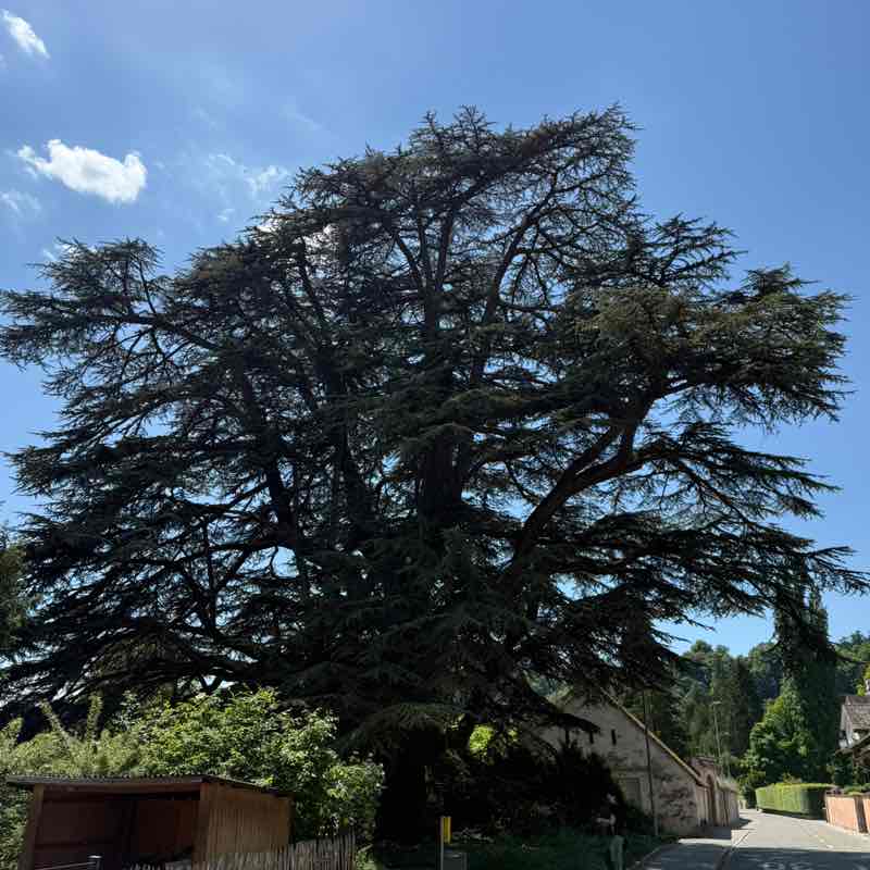 MEGAMARSCHierende🏃🏻♀️🏃🏻 Žan post image