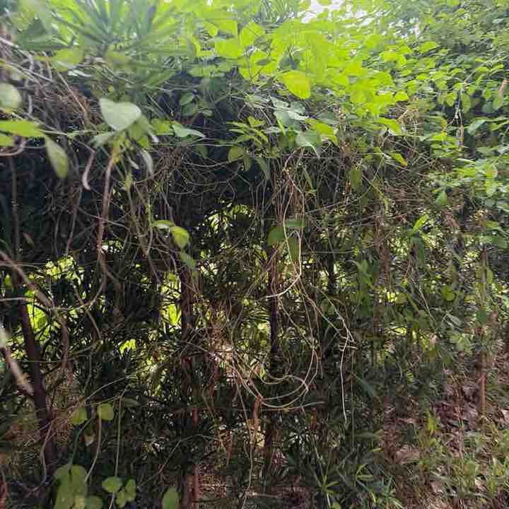 Siong Keong post 1