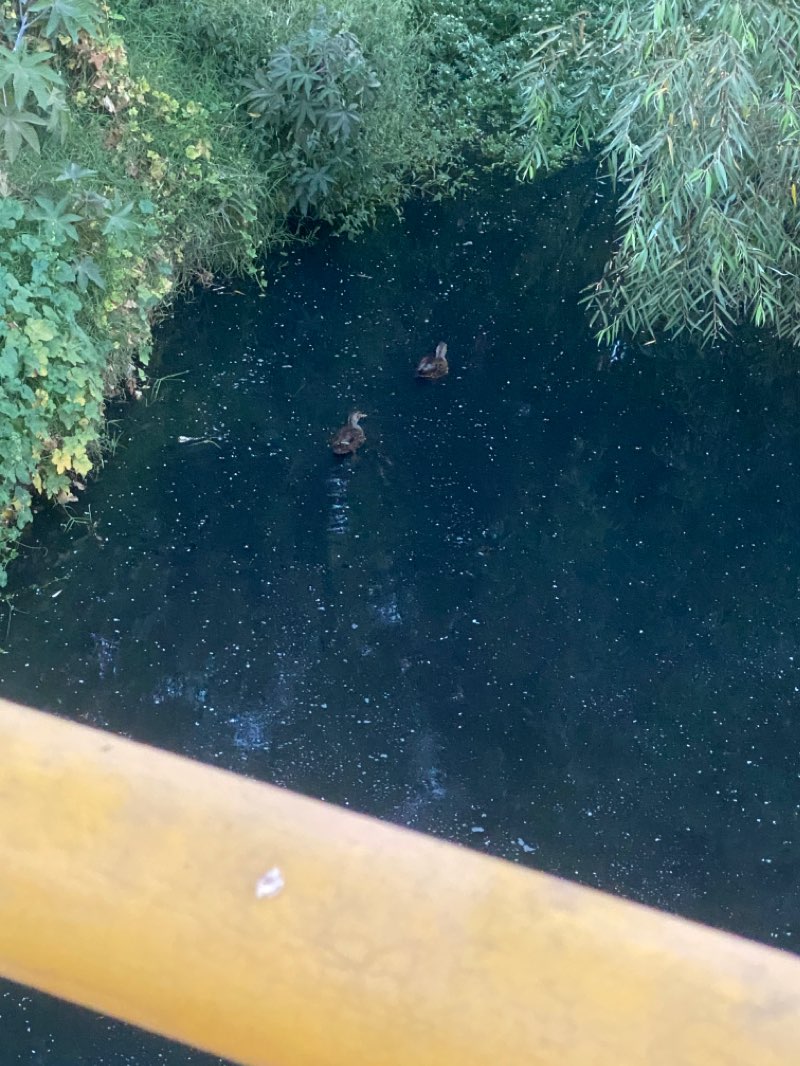walking near me in Parque Guadalupe in spring