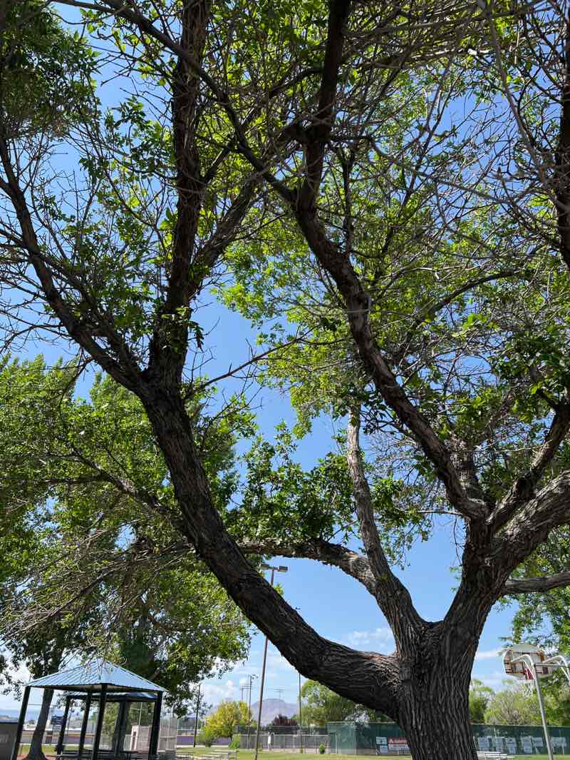 walking near me in Veteran's Memorial Park in summer