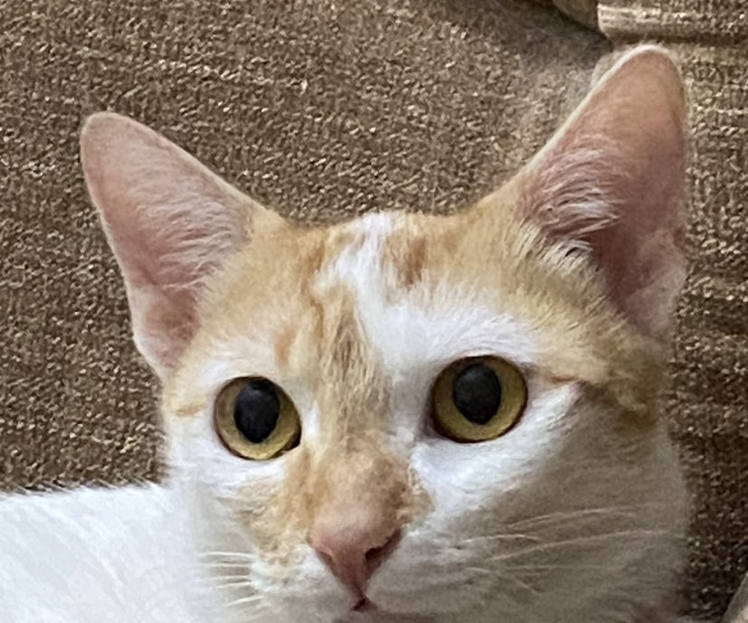 Sowmya Saraff profile