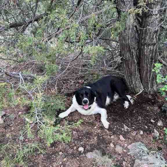 WalkinDogs post 1