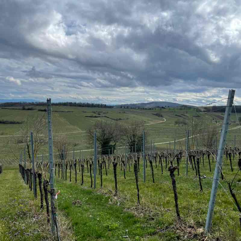 CS DACH Walking for Wellbeing Charline post image