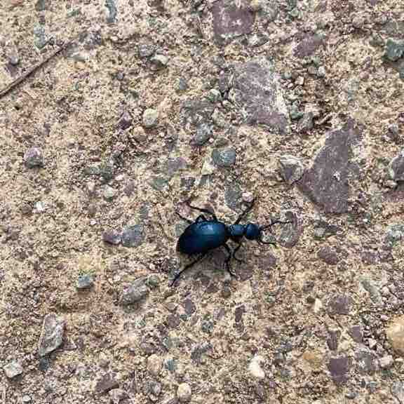 CS DACH Walking for Wellbeing Charline post image