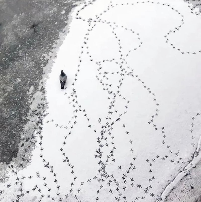 the wanderer profile