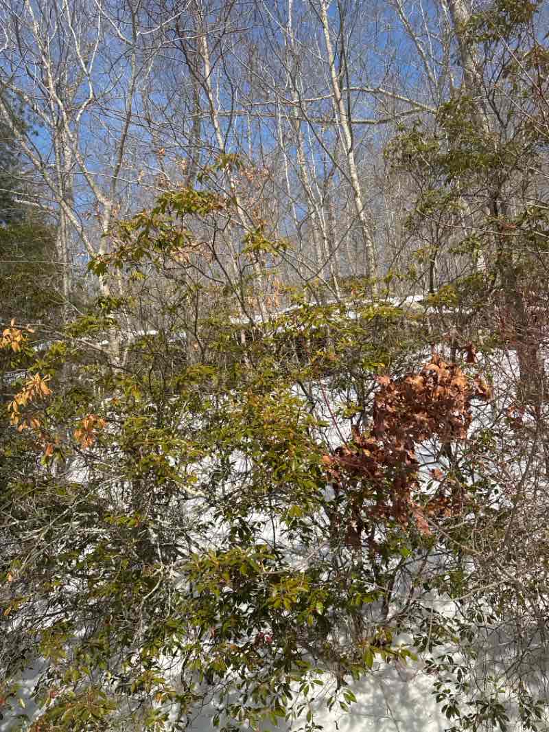 walking near me in Chatfield Hollow State Park in winter