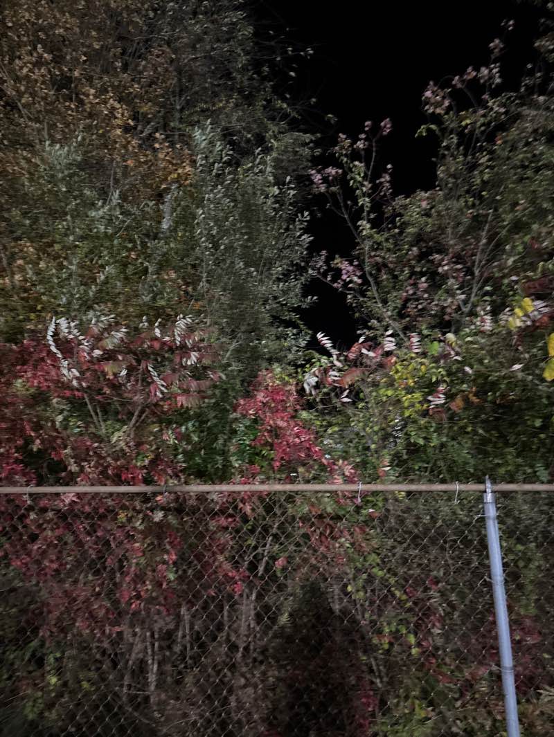 walking near me in Hotchkiss Field in autumn