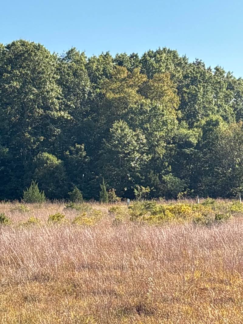 walking near me in Salt Meadow Park in autumn