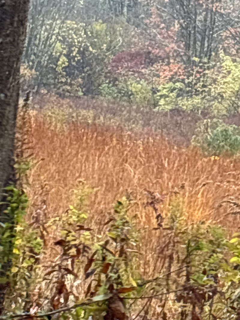 walking near me in Bauer Park in autumn