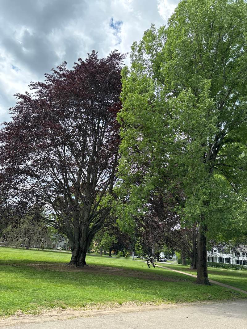 walking near me in Madison Green Historic District in summer
