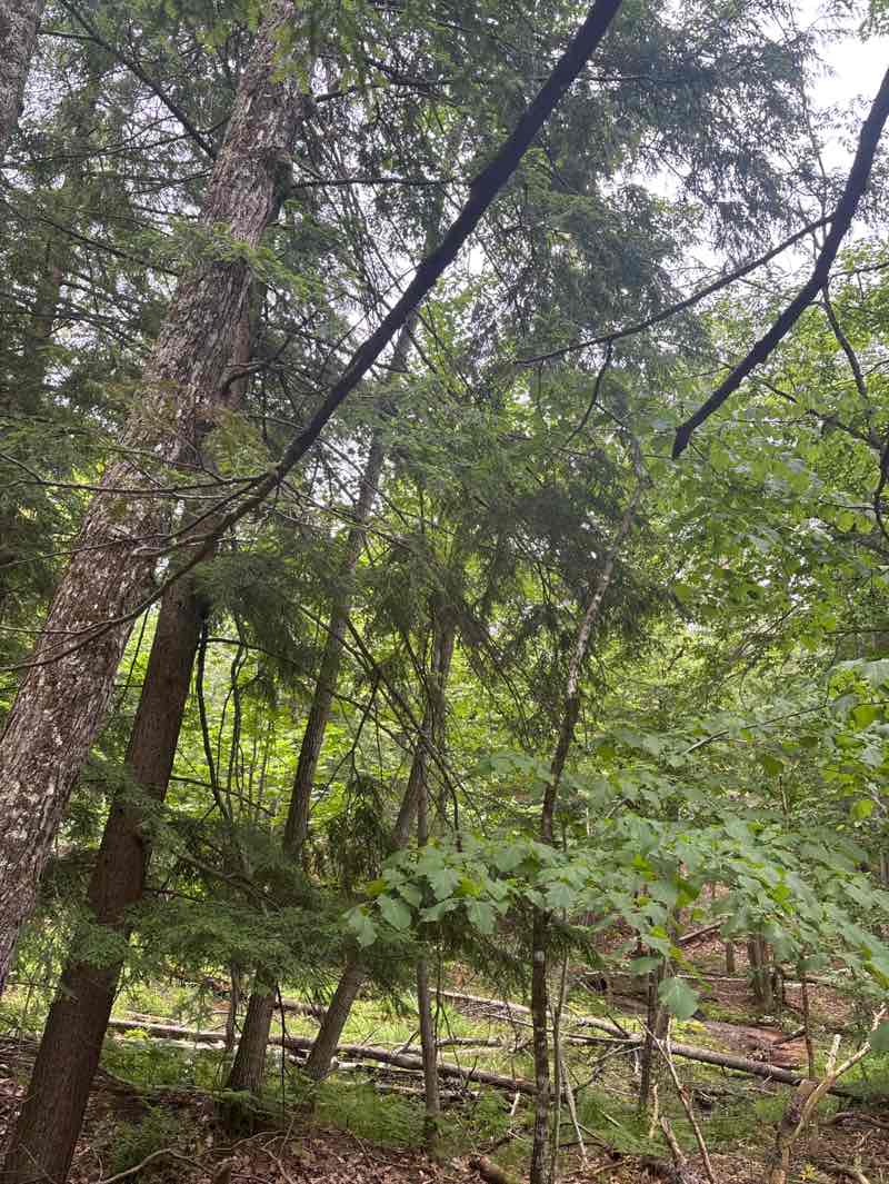 walking near me in University of Michigan Biological Station in summer