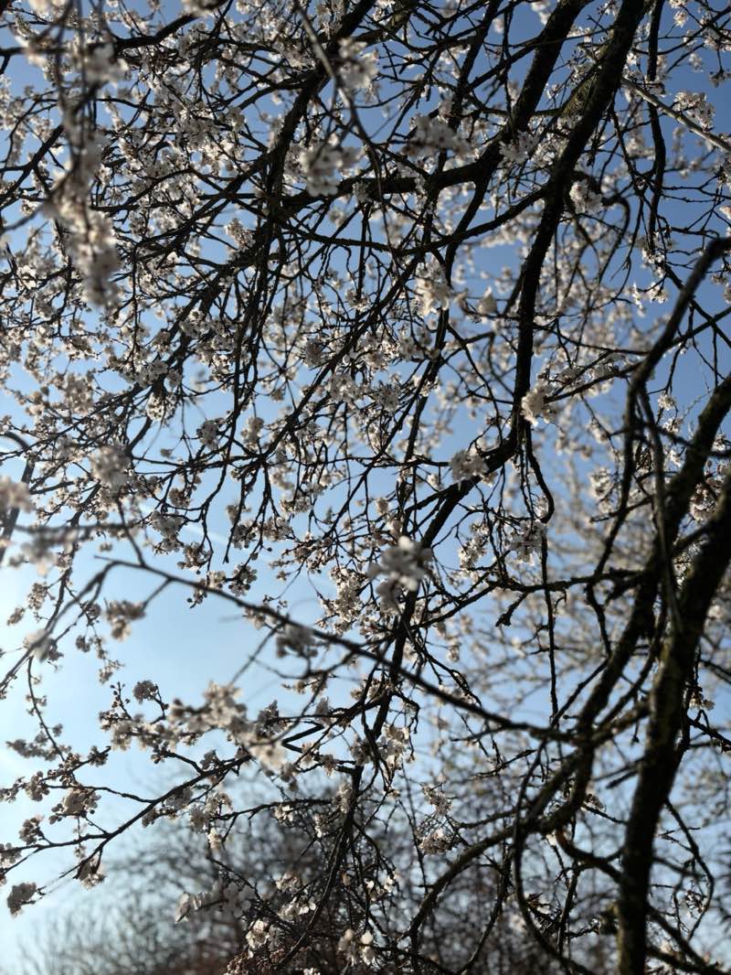 walking near me in Morspark in spring