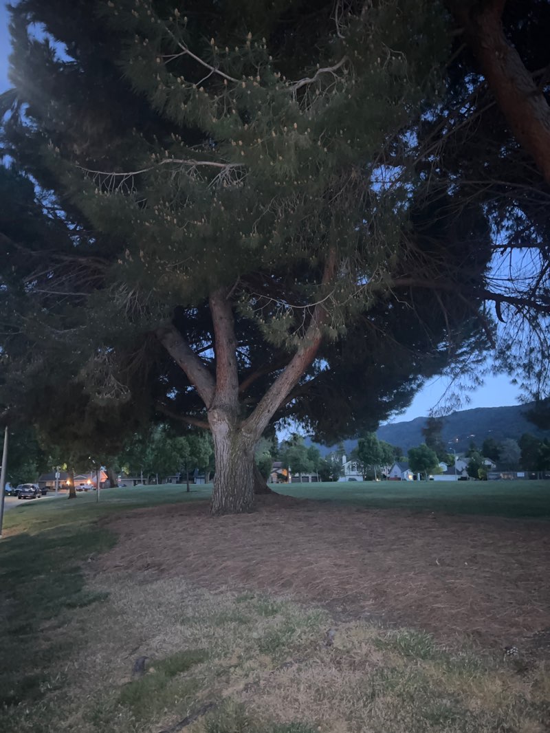 walking near me in Del Prado Park in spring