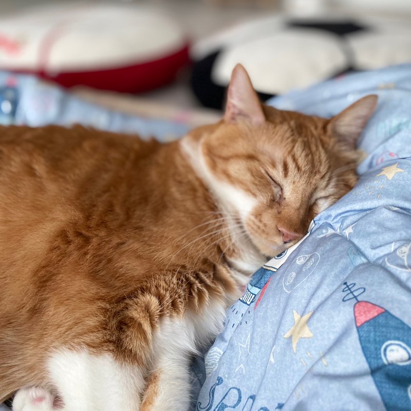 사실은 자는게 더 죠아! icon