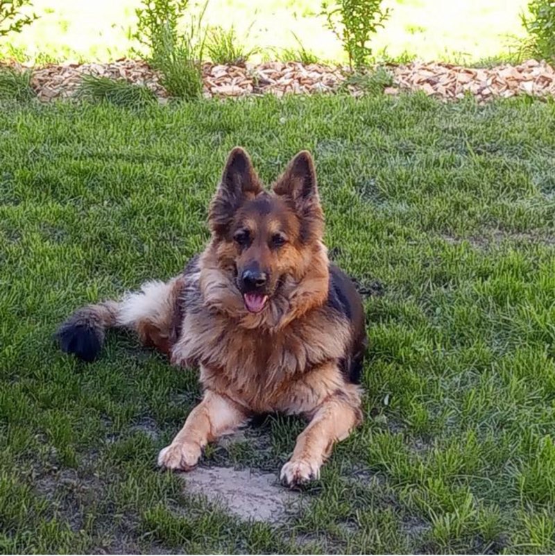 🏃🏽‍➡️ Wölfi 🇩🇪 profile