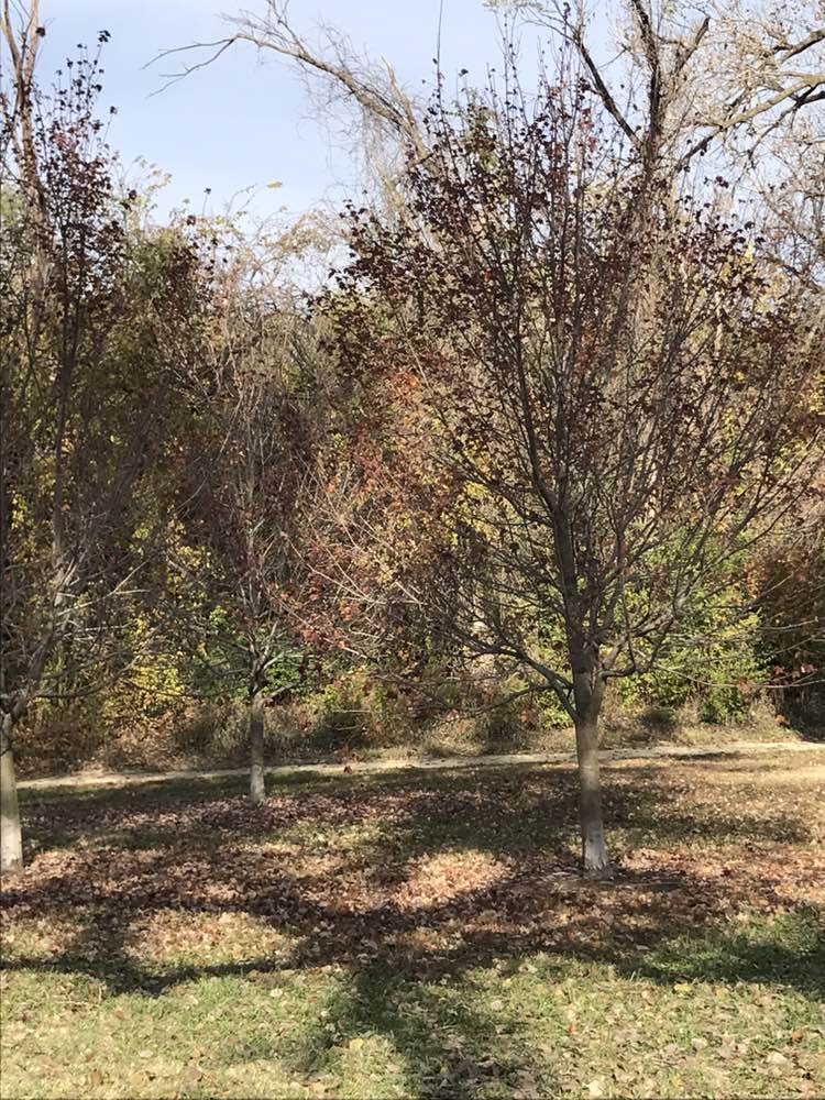 walking near me in Fairmont Park in autumn