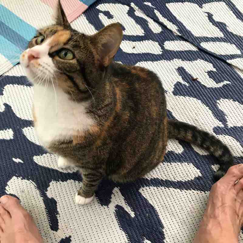 Cats 🐈🐈‍⬛ & Coffee ☕️ ☕️ tyedye walker post image