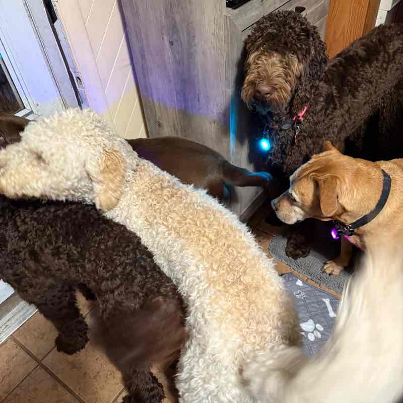 I ❤️ My Pets Lisa post image