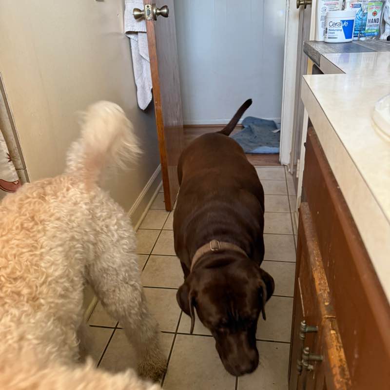 I ❤️ My Pets Lisa post image