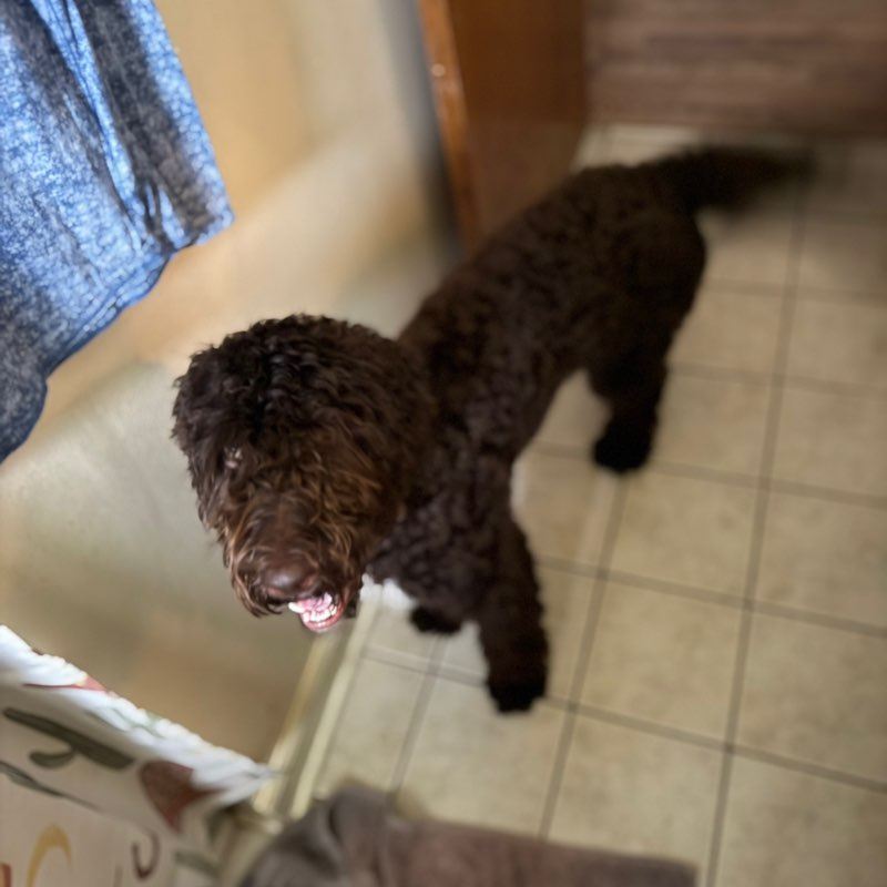 I ❤️ My Pets Lisa post image