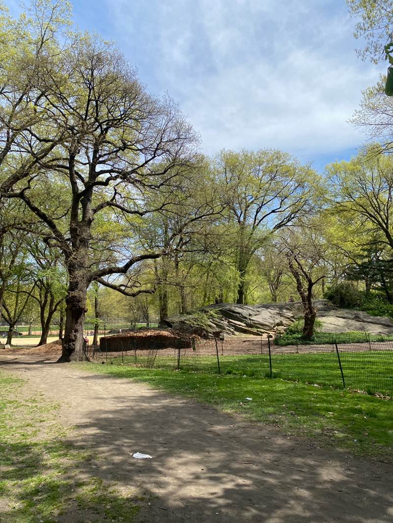 walking near me in Central Park in spring
