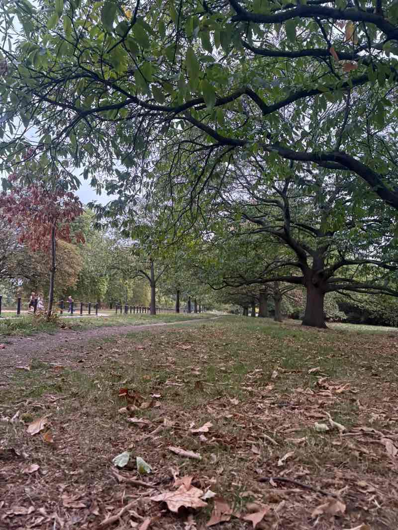 walking near me in Hyde Park in autumn