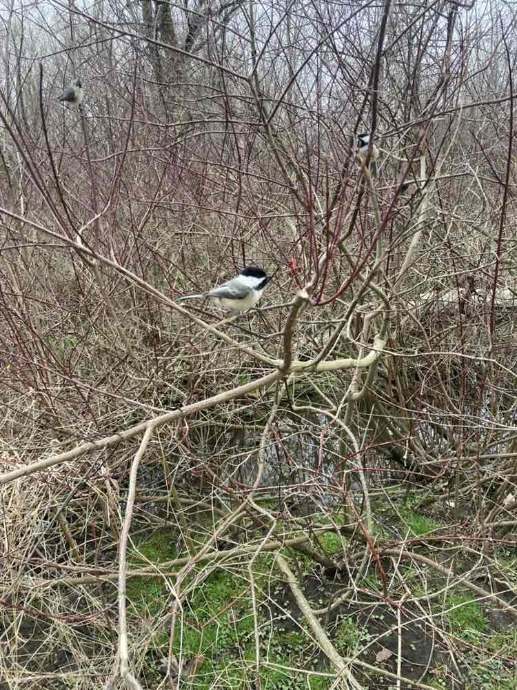 walking near me in Firestone Metro Park in spring