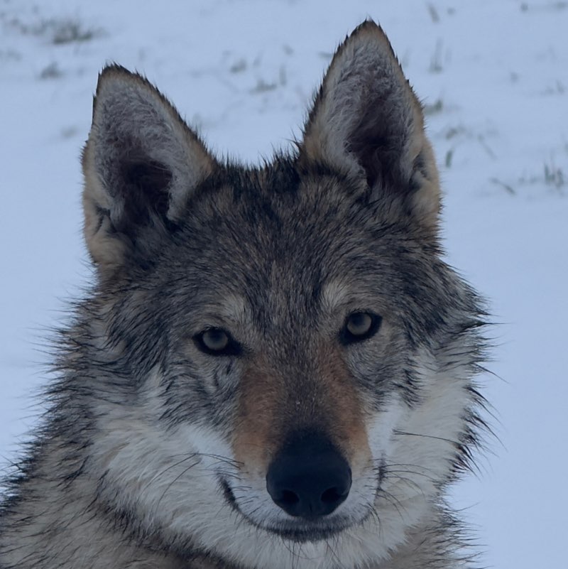 BuddyWolf🐾🇨🇿